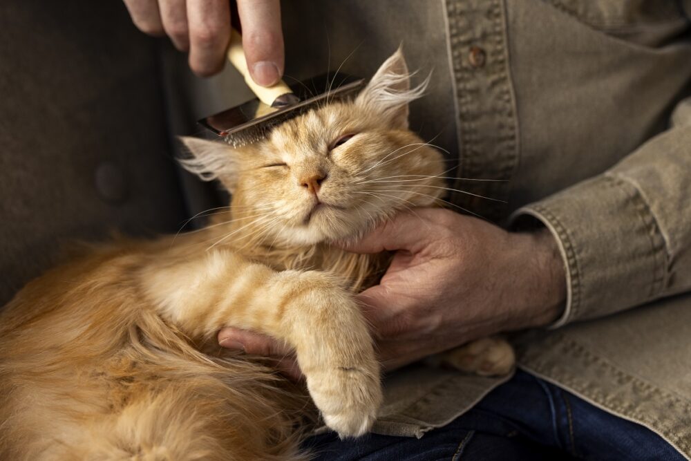 Dono penteando seu gato amarelo