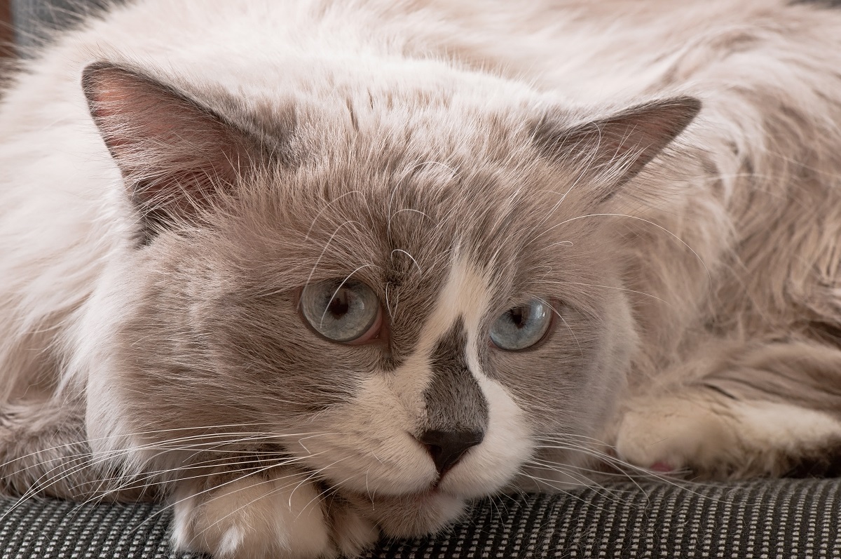 Gato perdendo pelo